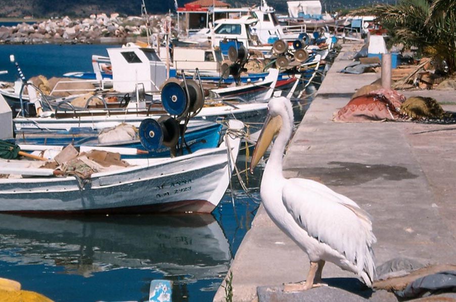 Skala Kalloni, Kalloni