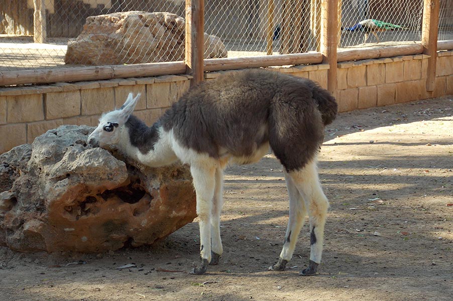 Limassol Zoo