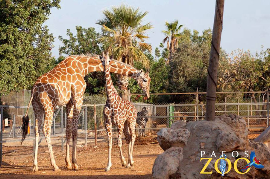 Paphos Zoo