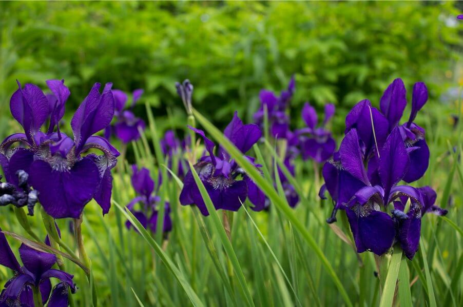 Stavanger Botanical Garden